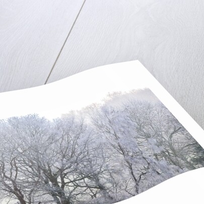 Misty forest by Assaf Frank